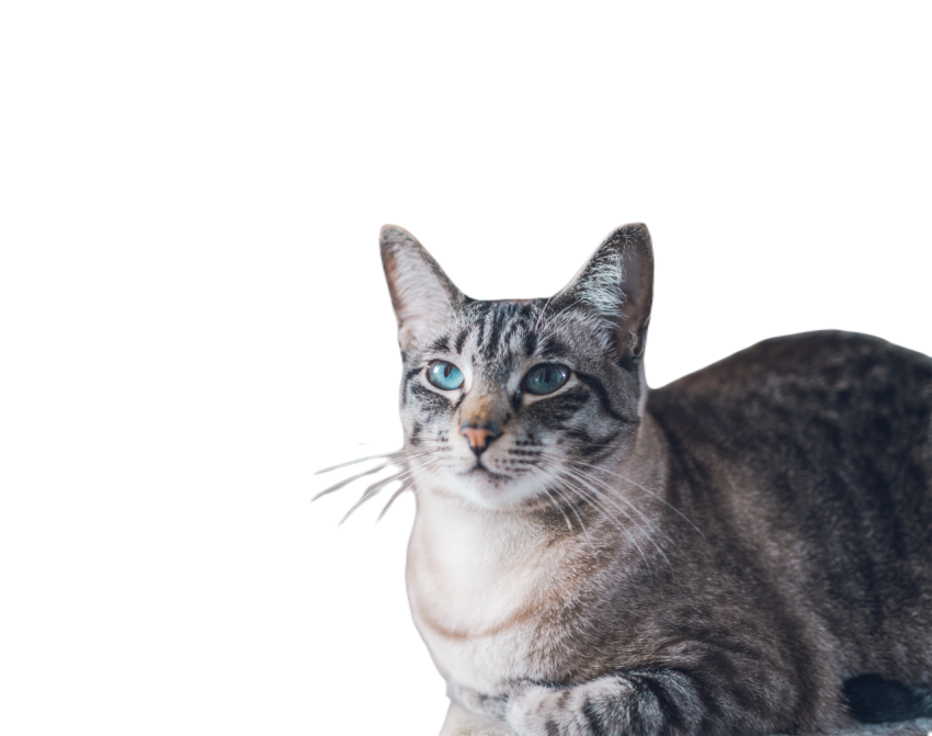 Portrait of a beautiful domestic cute cat with blu 2023 11 27 04 48 59 utc