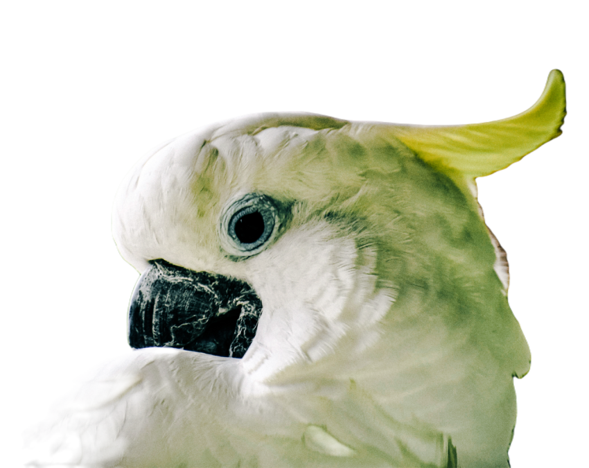 Parrots in the world png file 49