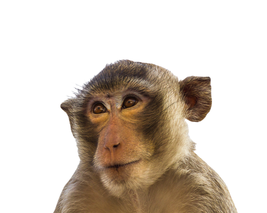 Macaque monkey isolated on white  3 2023 11 27 05 09 35 utc