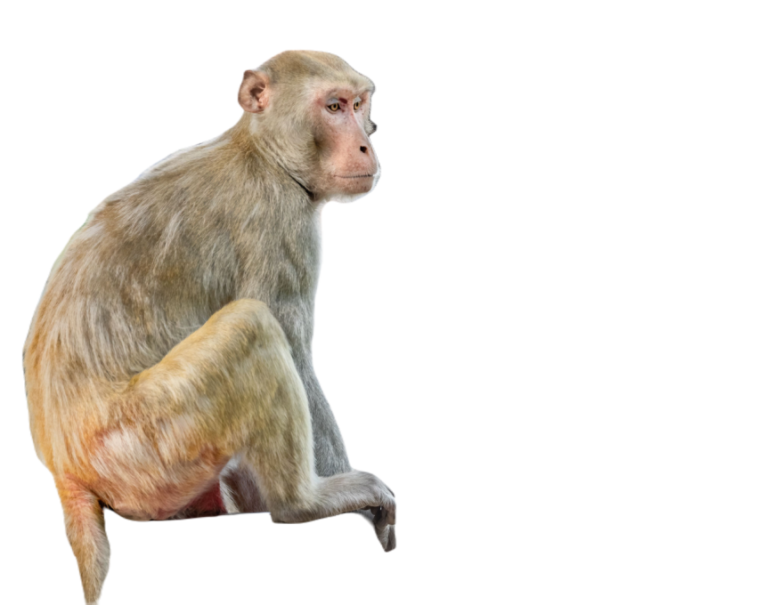 Monkey in its natural habitat 2023 11 27 05 34 10 utc