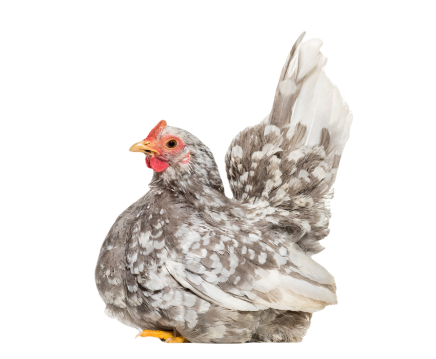 Japanese bantam or chabo true bantam breed sitti 2024 09 27 05 56 59 utc