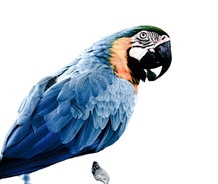 Parrots in the world png file 12