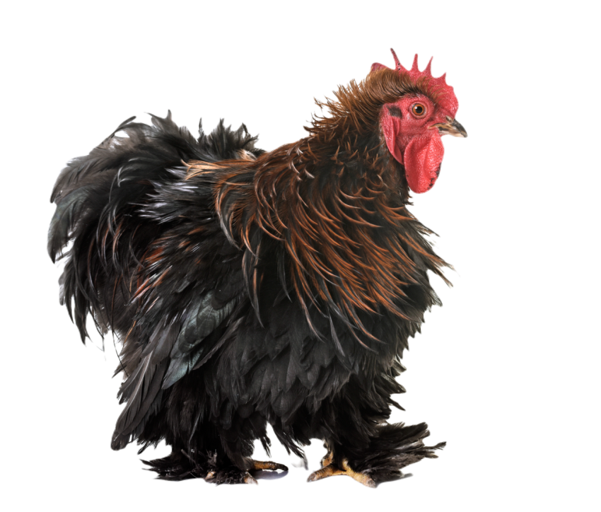 Pekin chicken in studio 2024 12 06 18 45 31 utc