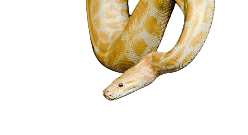 Snake png file free download (frefile com) 23