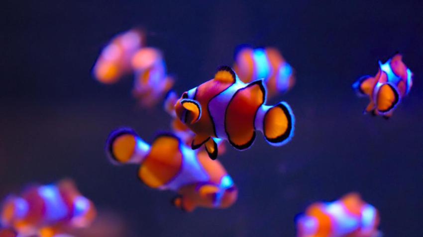 Amazing Wallpapers (35)