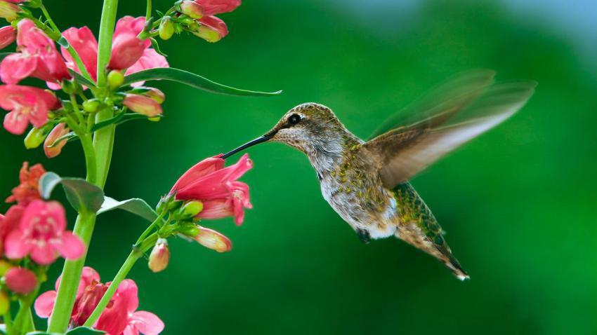 Amazing Wallpapers (37)