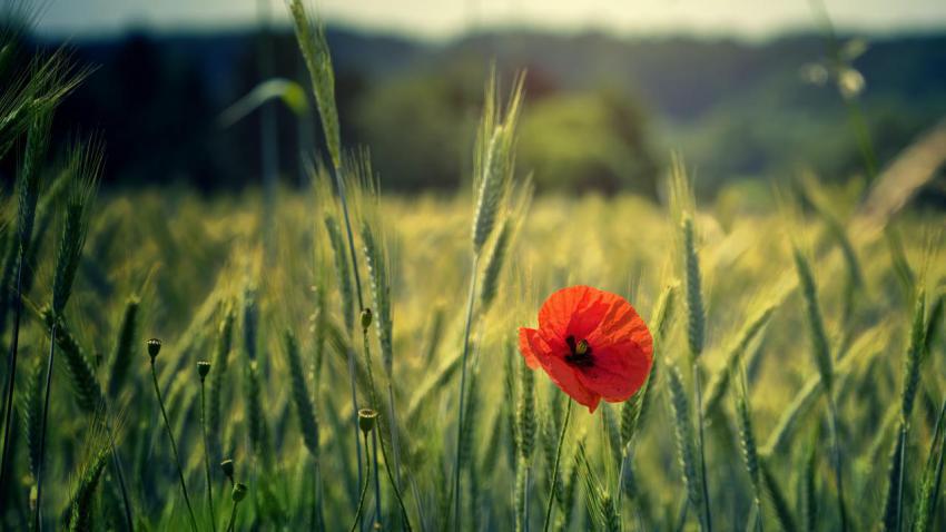 Best Wallpapers (6)