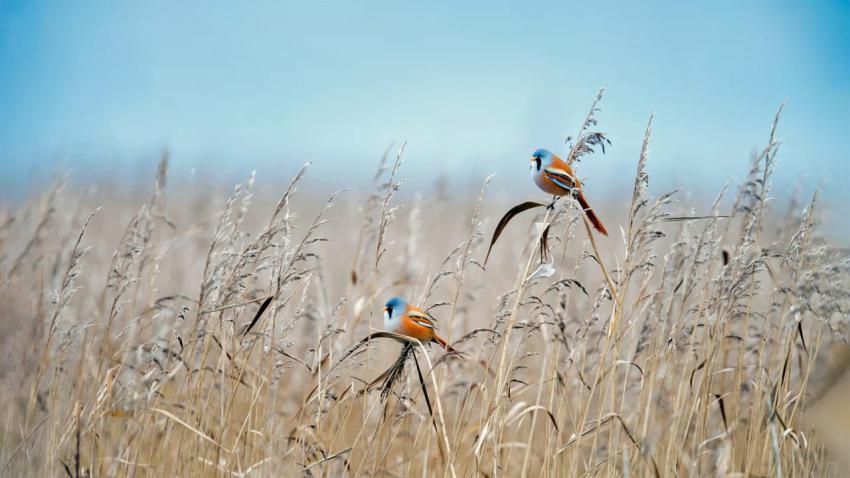 BeardedTit