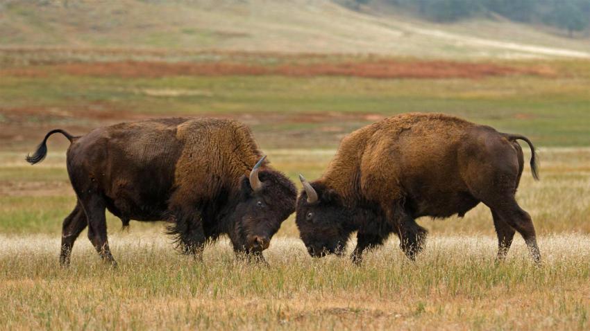 BisonWindCave