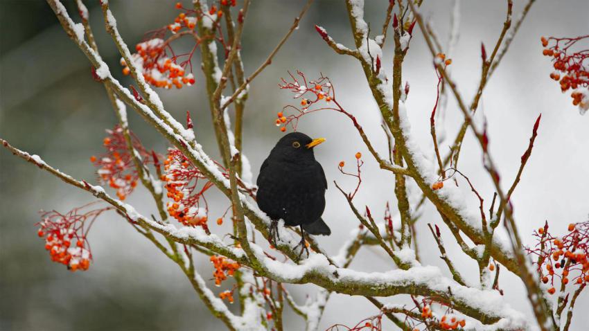 BlackbirdDay