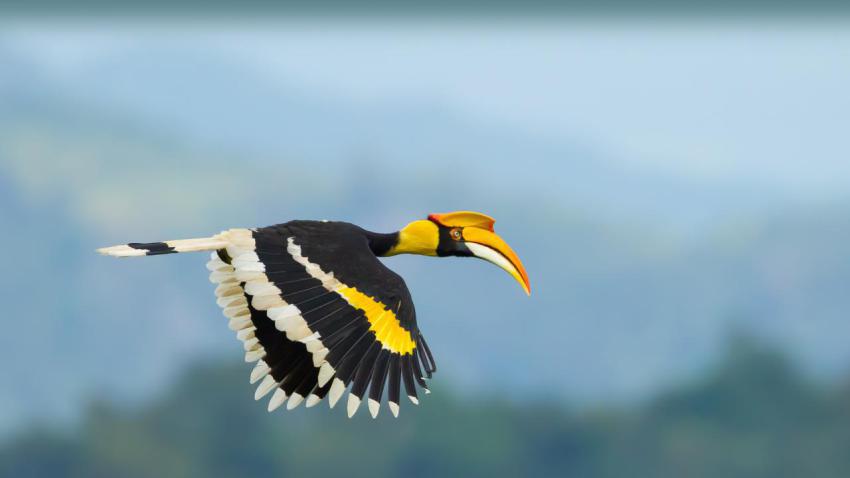 BucerosBicornis