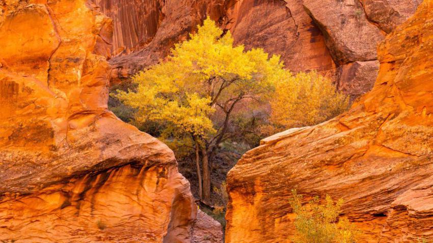 CottonwoodCanyon