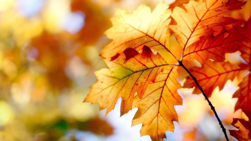 02831 autumn 2560x1440