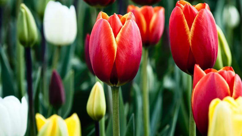 02842 tulips 2560x1440