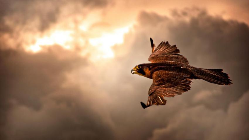 02872 takeflight 2560x1440