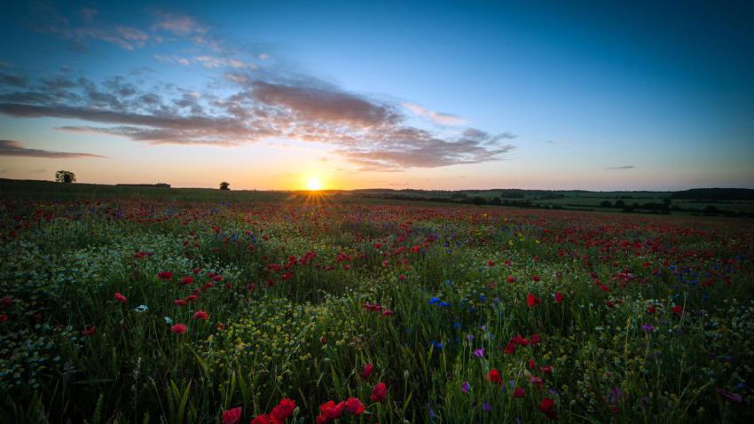 03002 sunriseoverthepoppyfield 2560x1440