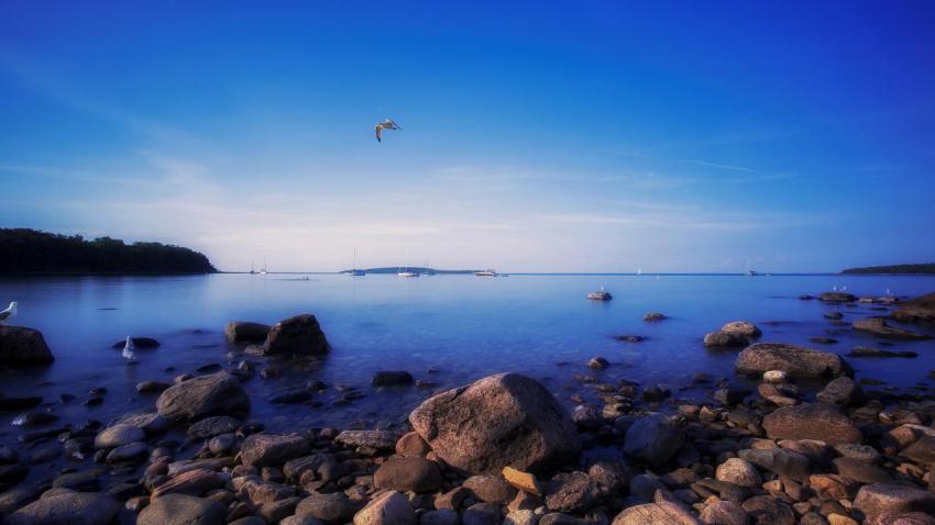 03010 seagullsbytherocks 2560x1440