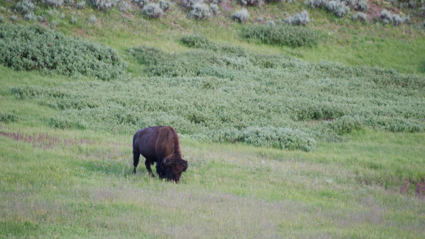 03308 yellowstonebison 2560x1440