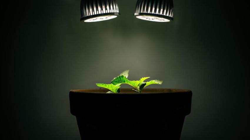 03582 greensynthesis 2560x1440