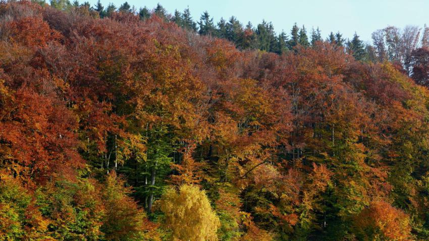 Autumn in Bavaria