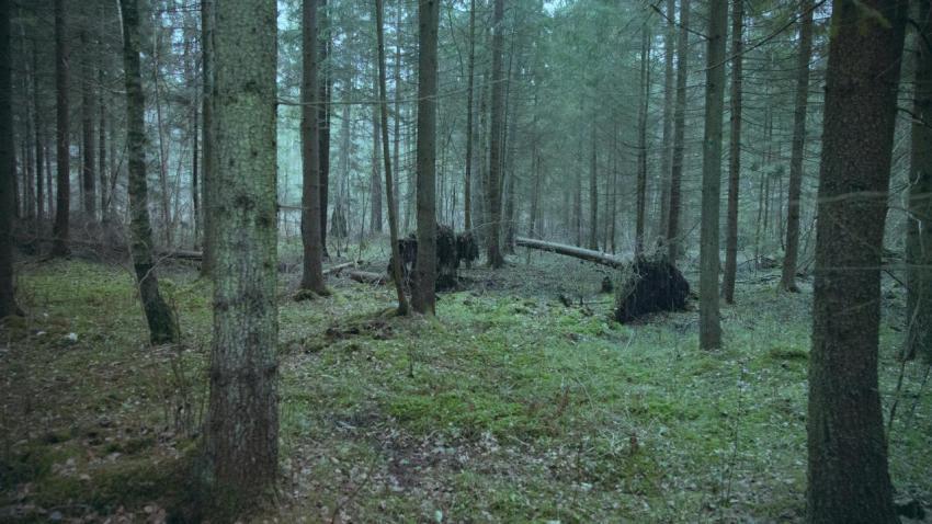 Bison