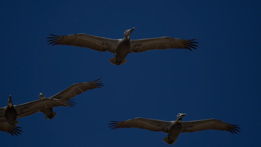 Brown pelicans