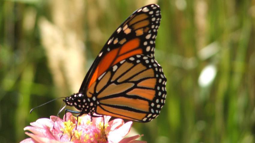 Butterfly Macro
