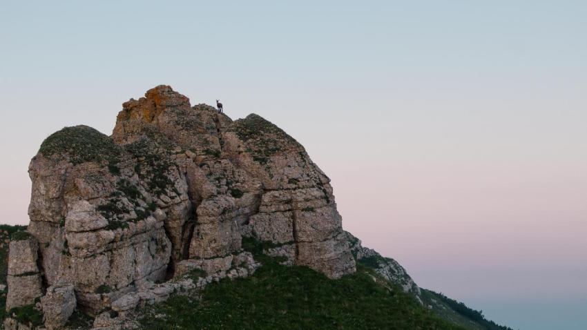 CAMOSCIO SUL COL SANTO DI DENTRO