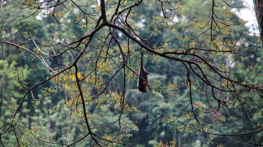 Chilling Flying Fox