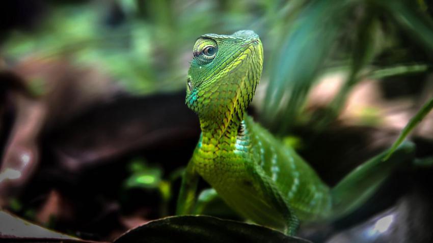 Chinese Water Dragon