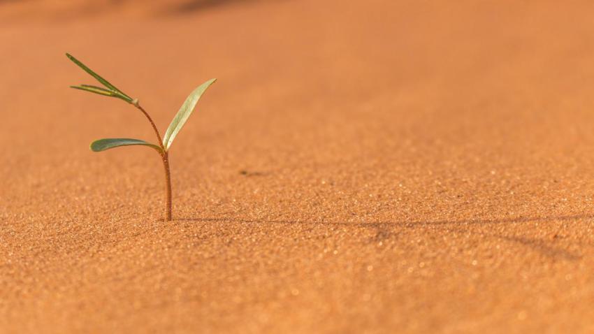 Coral Pink Sand Dunes
