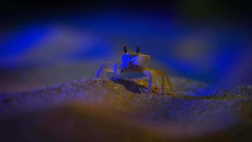 Crab is visiting Sri Lankan Beach Party