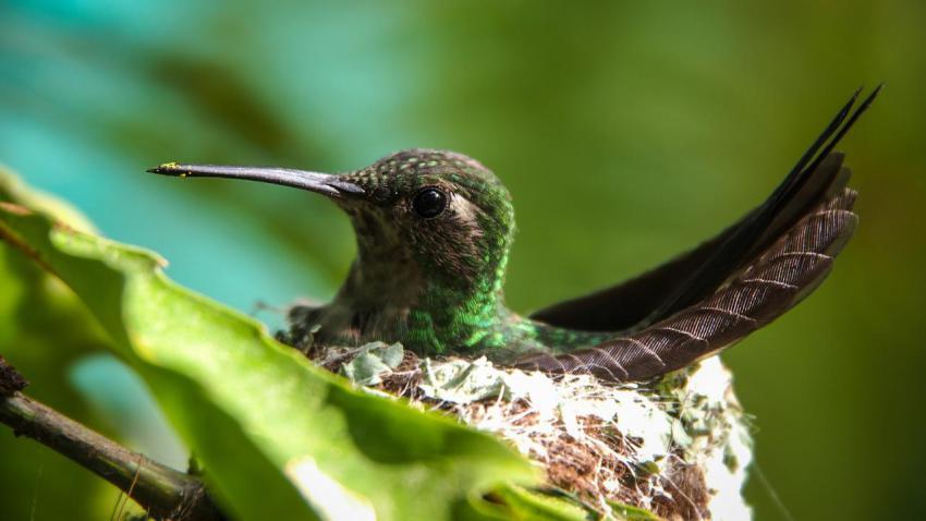 Cuban Emerald Hummingbird