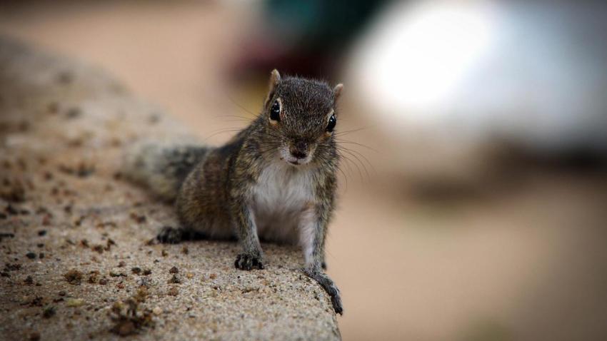 Curious Asiatic Striped Palm Squirrel