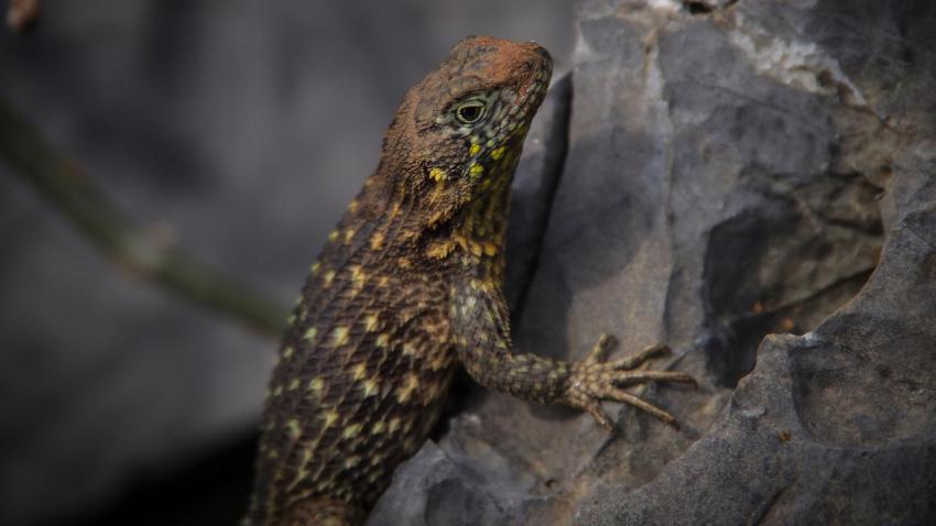 Cyclura