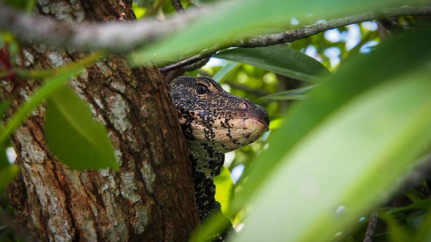 Dangerous Goanna