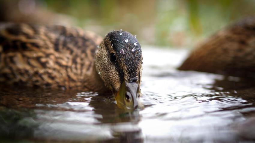Duck in the Rain