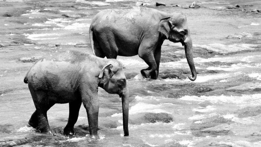 Elephant March