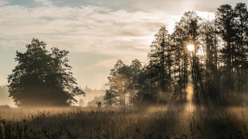 Fog