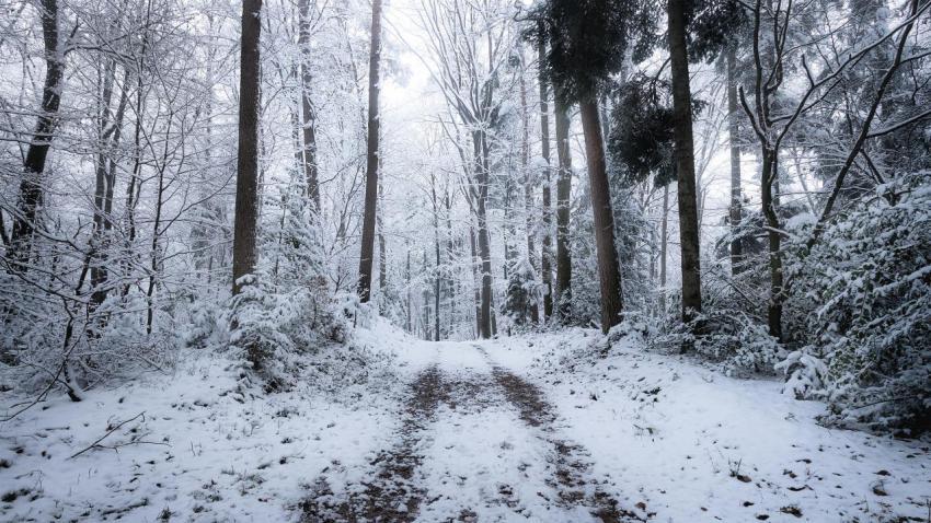 Frozen Forest