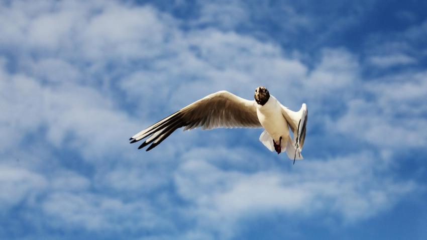 Gull