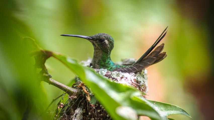 Hummingbird Nest on Cuba
