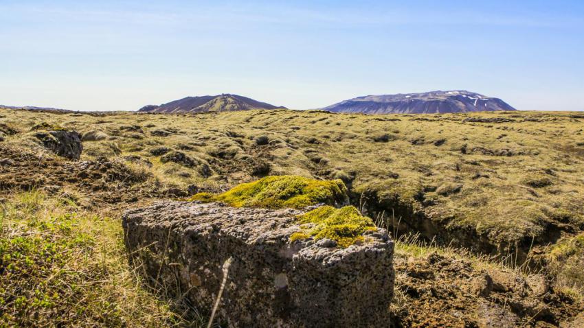 Iceland Moss Crevice