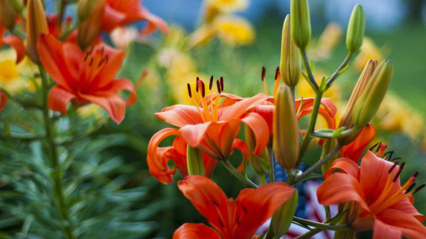 July Daylilies
