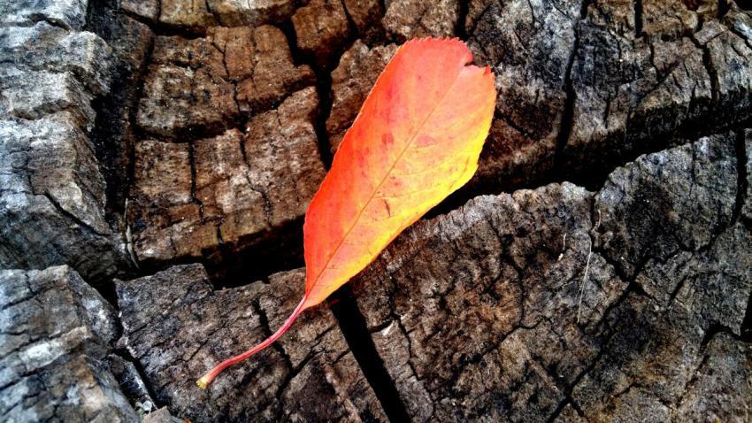 Lava Leaf