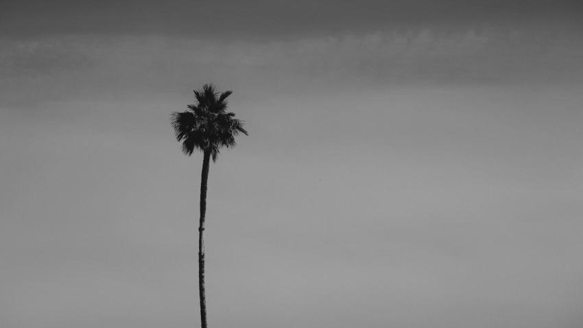 Lone Palm Tree