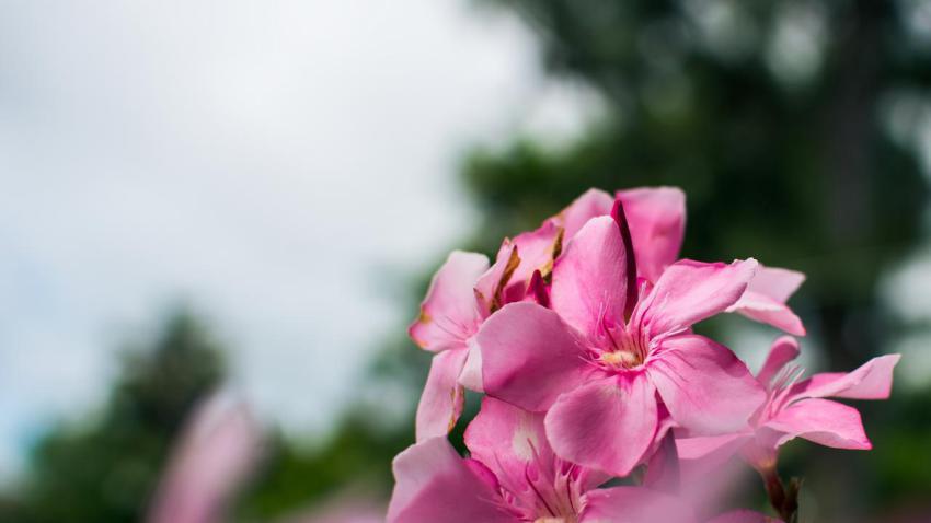 Pink Flowers in the Sunlight