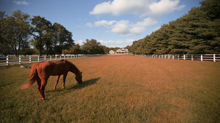 Pony