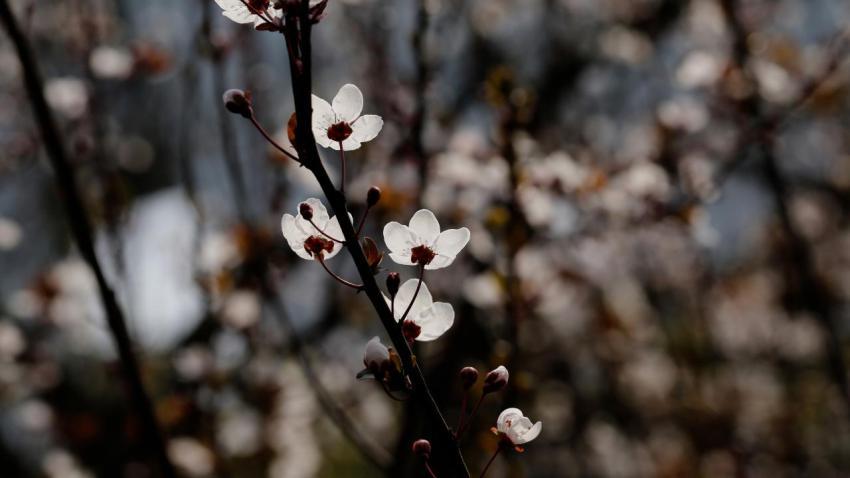 Prunus cerasifera