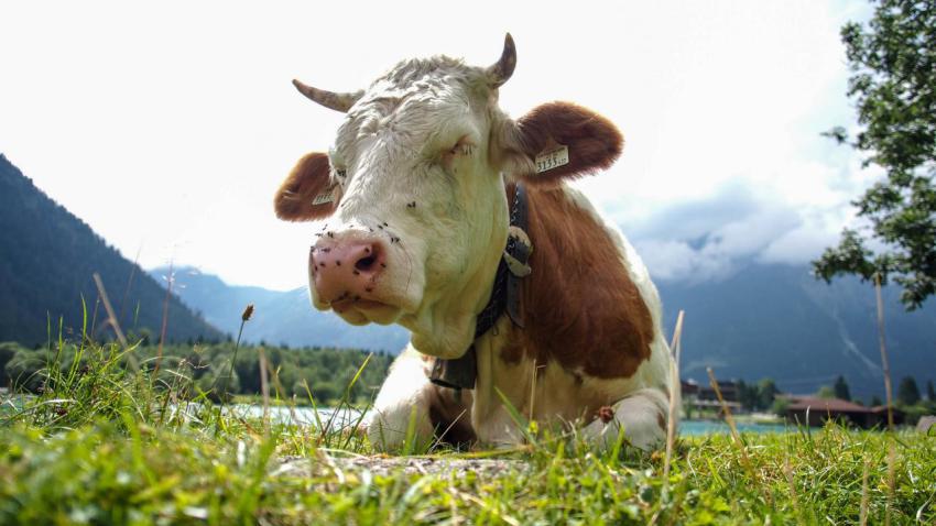 Satisfied Austrian Cow